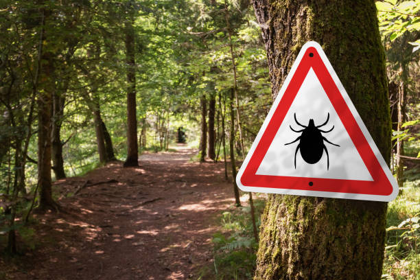 Borelioza- kleszcze atakują Therapy Zone - Katarzyna jarych - Borelioza- kleszcze atakują